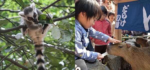 （左）ワオキツネザル（右）カピバラ