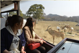 乘车穿越野生动物园