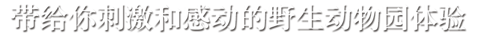 带给你刺激和感动的野生动物园体验