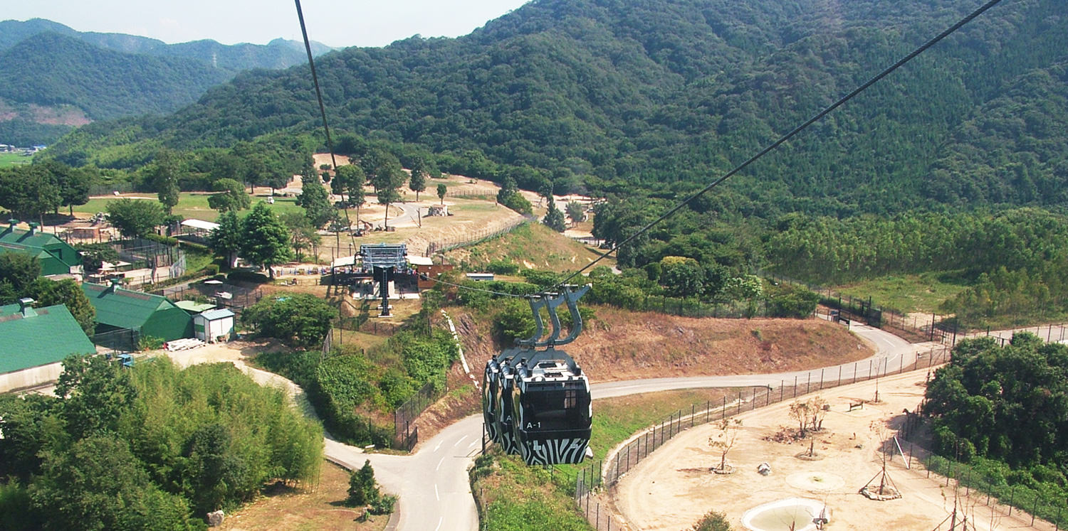 空中野生动物