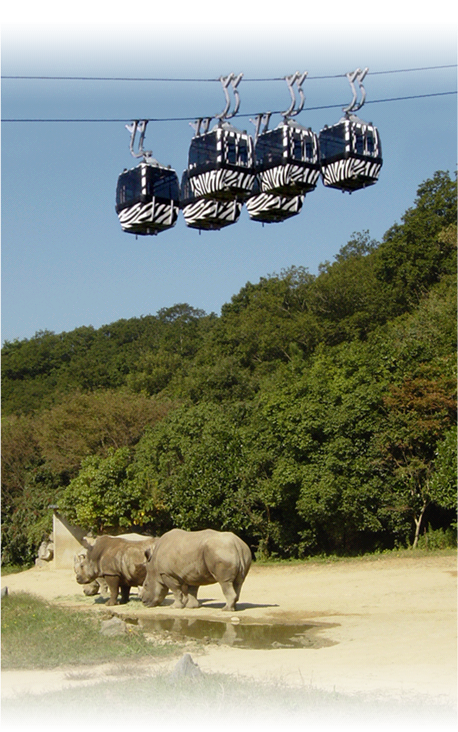 空中野生动物园