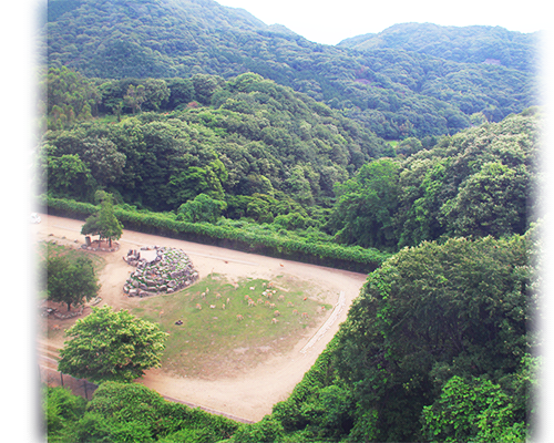 空中野生动物园