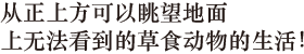 在地面上无法看到！ 从正上方眺望　草食动物的生活。