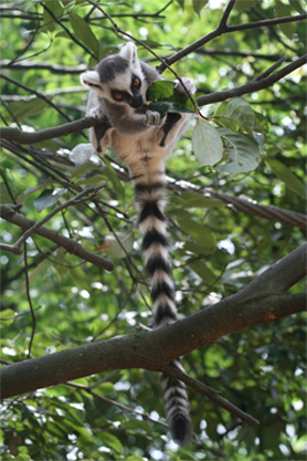 环尾狐猴爬树的姿态也是难得一见