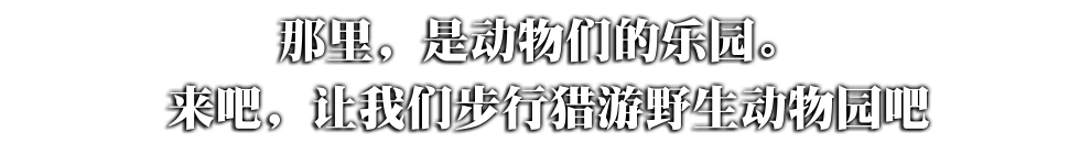 那里，是动物们的乐园。来吧，让我们步行猎游野生动物园吧