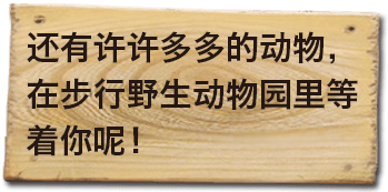 还有许许多多的动物，在步行野生动物园里等着你呢！